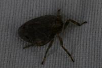 Issus coleoptratus