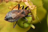 Himacerus mirmicoides