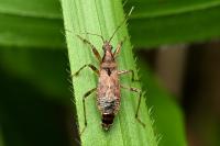 Himacerus mirmicoides