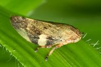 Aphrophora alni