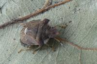 Dyroderes umbraculatus