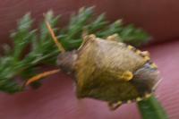 Peribalus strictus