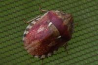 Eurygaster