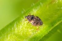 Dictyla humuli