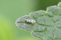 Eupteryx