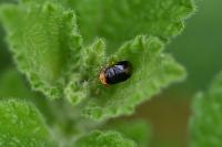Geocoris erythrocephalus