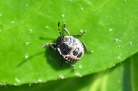 Rhaphigaster nebulosa