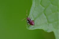 Deraeocoris ruber