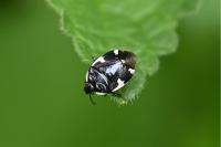 Tritomegas sexmaculatus