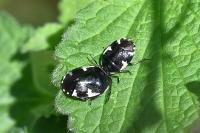Tritomegas sexmaculatus