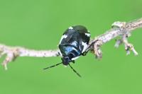 Tritomegas sexmaculatus