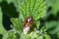 Lygus pratensis