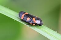 Cercopis intermedia
