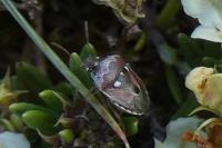 Stagonomus bipunctatus