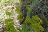 Dicranocephalus albipes
