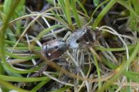Stagonomus bipunctatus