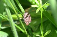Dyroderes umbraculatus