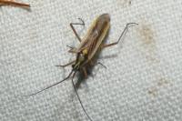 Leptopterna ferrugata