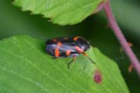 Cercopis intermedia