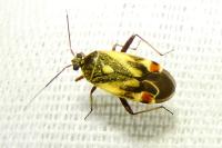 Polymerus unifasciatus