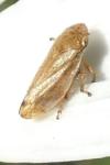 Philaenus spumarius