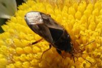 Trapezonotus ullrichi
