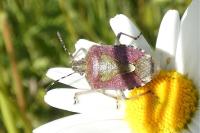 Dolycoris baccarum