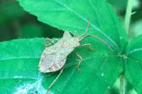 Coreus marginatus