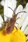Coriomeris denticulatus