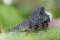 Centrotus cornutus