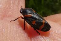 Cercopis intermedia