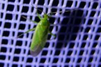 Orthotylus