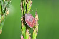 Eurygaster testudinaria