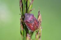 Eurygaster testudinaria