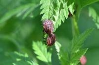 Graphosoma italicum