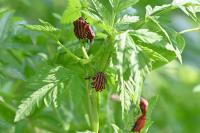 Graphosoma italicum