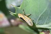 Philaenus spumarius