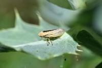 Philaenus spumarius