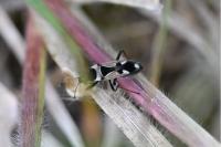 Raglius confusus