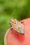 Horistus orientalis