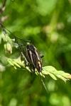Horistus orientalis