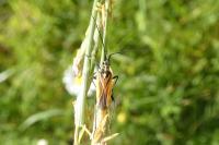 Leptopterna dolabrata