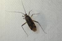 Phytocoris
