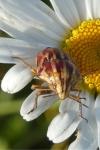 Odontotarsus purpureolineatus