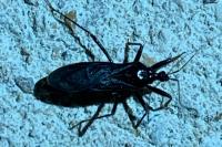 Reduvius personatus