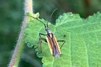 Leptopterna dolabrata