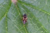 Scolopostethus