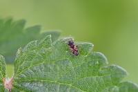 Scolopostethus