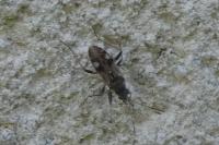 Beosus maritimus