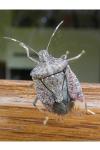 Halyomorpha halys